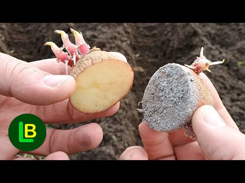 Never Plant Potatoes Without This. A Sure Way To Double The Yield