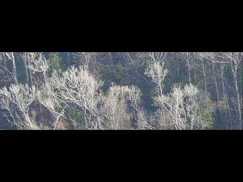 2021 video that National Aviary says shows ivory-billed woodpecker in flight