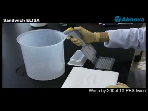 Sandwich Elisa Teaching Kit