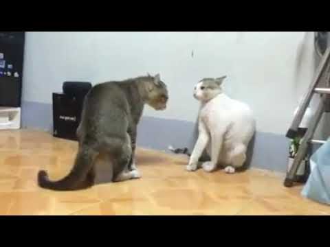 Cat fight