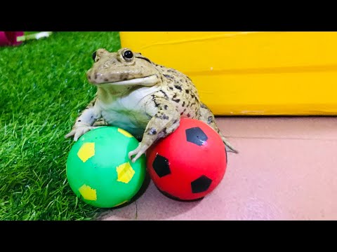 Amazing goalkeeper frog / funny frog 🐸