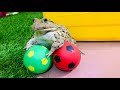 Amazing Goalkeeper Frog Funny Frog
