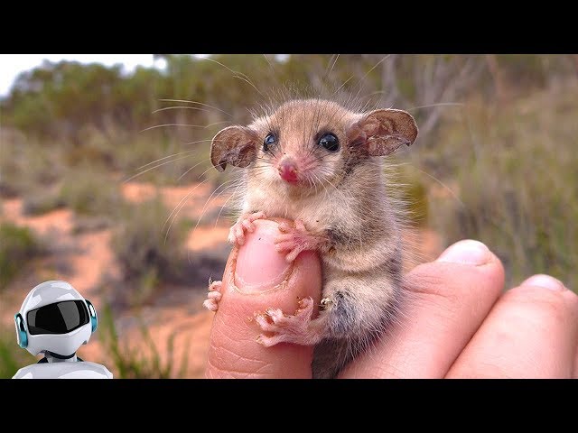 Необычные животные Австралии