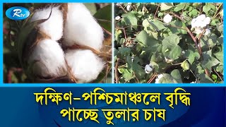 ঠাকুরগাঁওয়ে জনপ্রিয় হচ্ছে তুলার চাষ, লাভ বাড়ছে চাষীদের