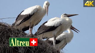 Visiting the Stork Colony in Altreu Switzerland