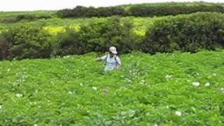 preview picture of video 'Papa bombay en Chiluaypampa - Arcahua - Huancarama - Andahuaylas.'