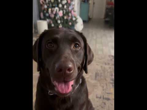 Dog 🐶🐕 Reaction 😂 #dogprank #dogreaction #funnydogs