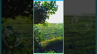 Download lagu STORY WA UNTUK KITA RENUNGKAN ( Ebiet G Ade ) mp3