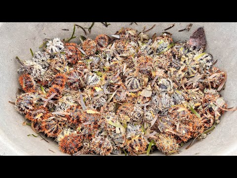 EP159.P1: ISANG BANYERA NAGHAKOT NALANG NG SEA URCHIN SA SOBRANG DAMI