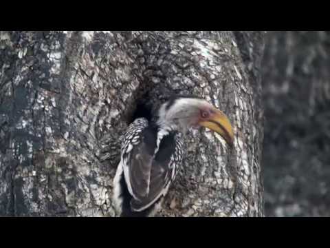 A Southern Yellow-billed Hornbill excavating a nest hole in Jackalberry Tree