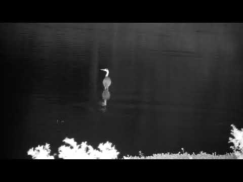 Djuma: Grey Heron - 22:04 - 10/31/2022