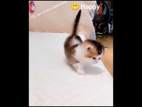 Beautiful cat # video #viralvideo