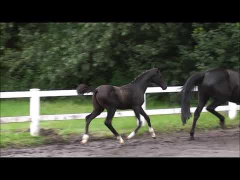 PAV Ganove NEU vom 5.7.21