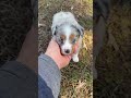 Australian Shepherd dogs for sale: Starla - Video 2