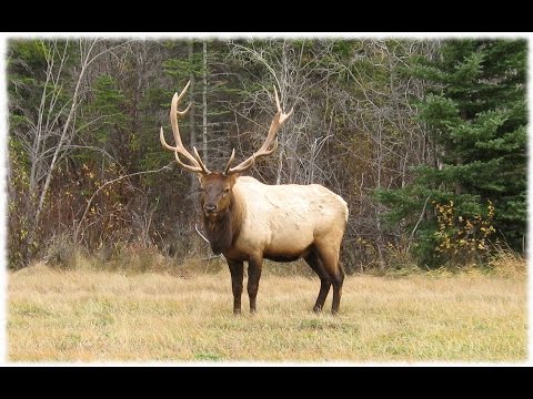Two Wapitis (Elk) Fighting (HD)