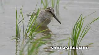 第6回石垣島ジシギ合宿【番外編】