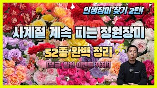 인생 장미 찾기 2탄! 사계절 계속 피는 정원장미 52종 소개 (할인 & 댓글 이벤트 포함)
