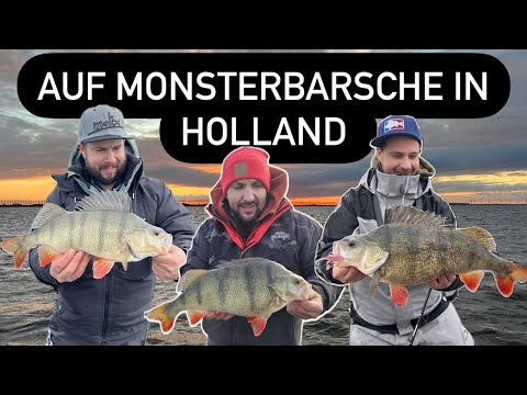 Auf Monsterbarsche in Holland|Heute bin ich der Gast #bigperch #perch #angeln #fishing #carolinarig