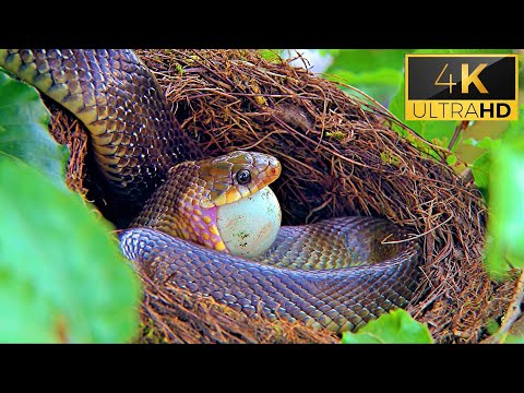 Snakes 4k Video ultra hd