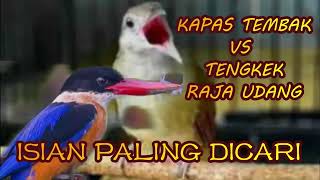 Download lagu KAPAS TEMBAK VS TENGKEK RAJA UDANG |birds singing| |birds training| mp3