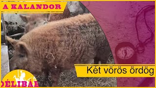 7. - Disznóvágás a javából - két vörös ördög -Délibáb Tv-