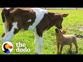 Calf And Piglet Who Fell In Love On A Roadtrip Are Still Inseparable 4 Years Later | The Dodo