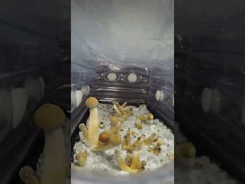 園芸 肉食キノコ