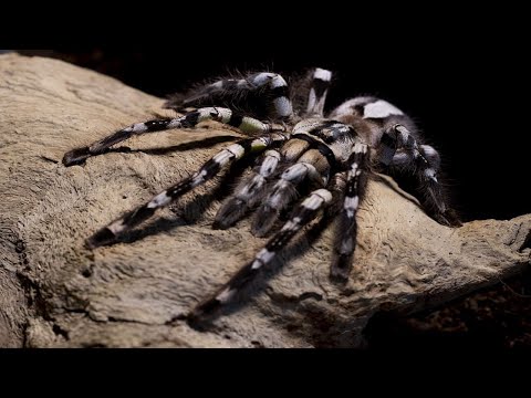 PROG  DARK 👿 PSYCHEDELIC DARKNESS TRANCE - ARACHNOPHOBIA MIX 2022