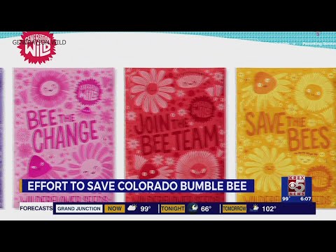 Great Outdoors of Colorado is working to save the state's native bumblebee