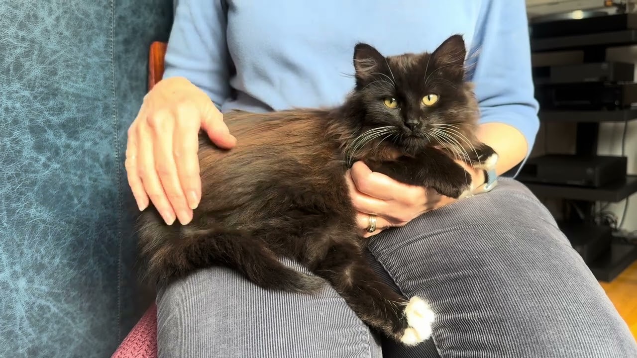 Enlarge Harry and Hobart, a ADOPTABLE mixed breed in San Carlos, CA video 4/4