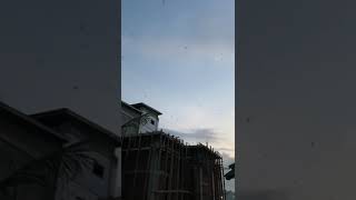 Download lagu Reaksi burung walet ketika mendengar suara panggil. #budidayawalet #suarawaletoriginal #parfumwalet mp3