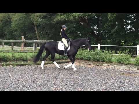 Ribery Gold x Royal Angel *2010