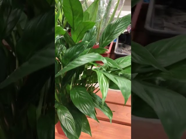 Стандарт поставки видео №1 Спатифиллум Шопен, D-12 Стандарт поставки видео №1 Спатифиллум Шопен, D-12