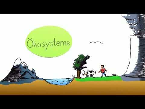 Das Ökosystem Begriffserklärung am Beispiel Wald | Biologie | Ökologie