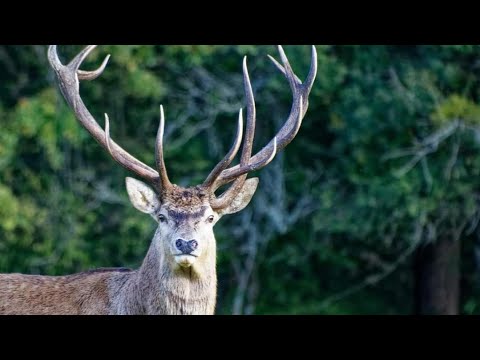 Le Logis de la Ferme aux Cerfs, Le Houga, France
