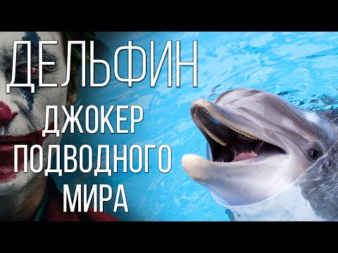 Дельфины: Юмористы подводного мира | Интересные факты про дельфинов