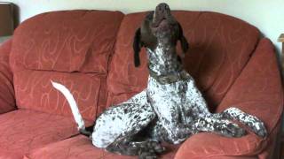 Download lagu Dexter gives opinion on our house phones ringtone mp3