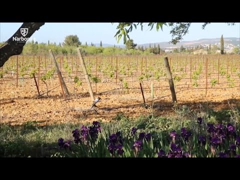 Méthode de lutte biotechnique, sur le vignoble du Quatourze