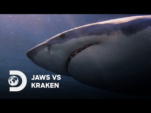 Battle of the Ocean's Beasts | Jaws vs Kraken
