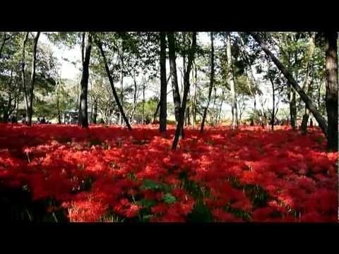 炎の曼珠沙華・花心想旅人