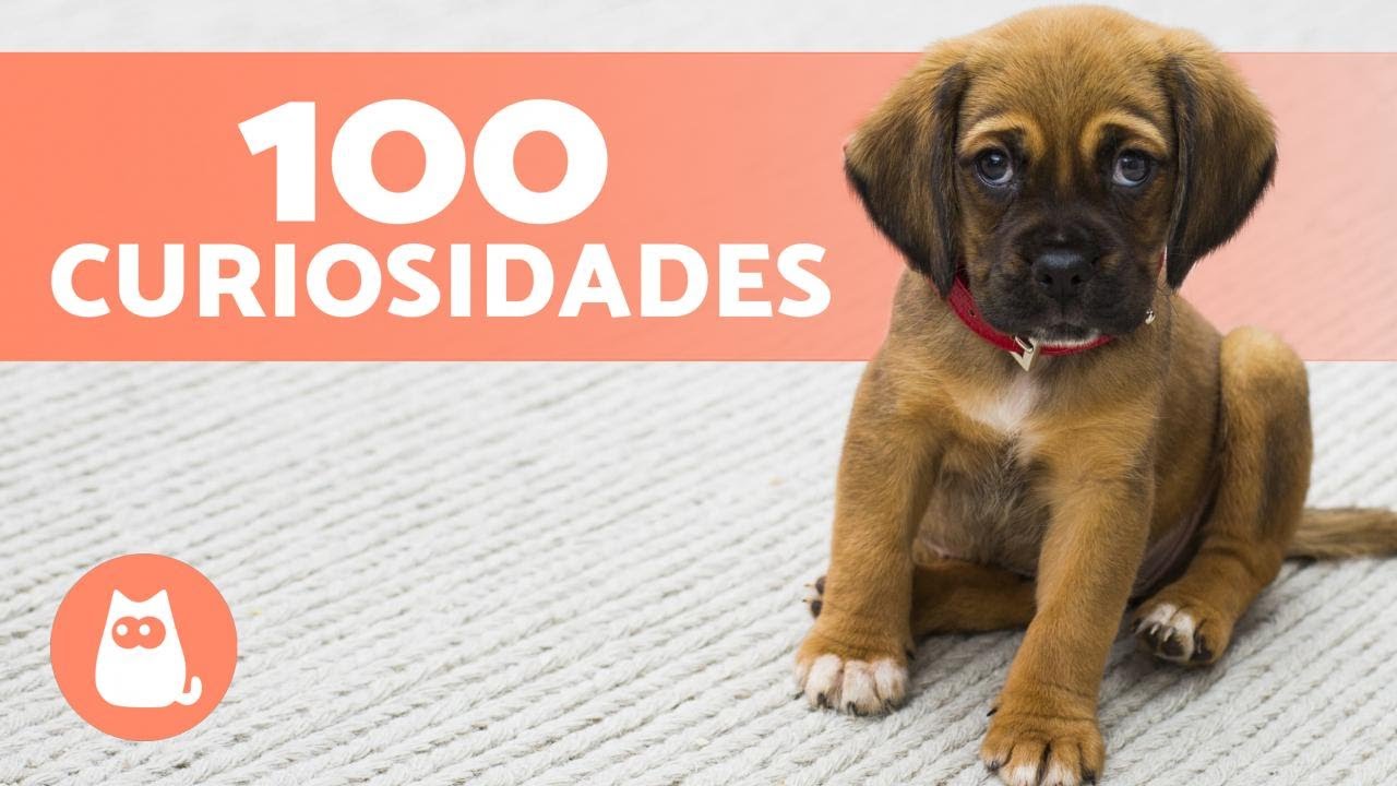 100 CURIOSIDADES sobre CACHORROS que vão te surpreender 🐶🐾