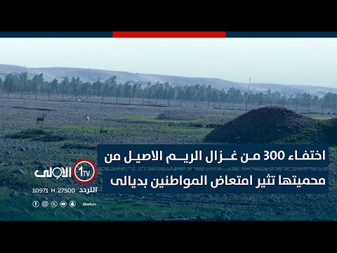 فيديو | اختفاء 300 من غزال الريم الاصيل من محميتها تثير امتعاض المواطنين بديالى