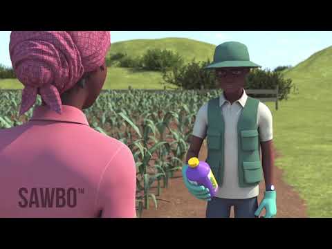 ফল আর্মিওয়ার্ম পর্যবেক্ষণ ও সনাক্তকরণ পদ্ধতি