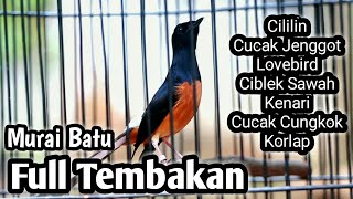Download lagu MURAI BATU GACOR FULL ISIAN TEMBAKAN CILILIN LOVEBIRD KENARI CUNGKOK JENGGOT KOLIBRI mp3