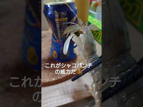 カンガルーとカンパニーを限定したもの