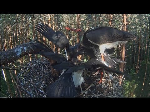 2017/08/02 17h44m ~Karl comes feeding~Karula Black Stork