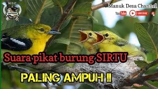 Download lagu Suara Pikat Paling AMPUH !! burung SIRTU BETINA dan SIRTU ANAKAN mp3