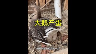 [問卦] 吃肉時會覺得動物很可憐嗎