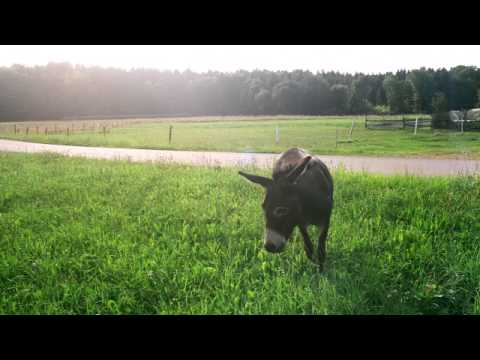 02 DMX Krew - Trees Are Dancing [BREAKIN RECORDS]