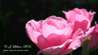 Can't Help Falling In Love With You (Piano Solo)